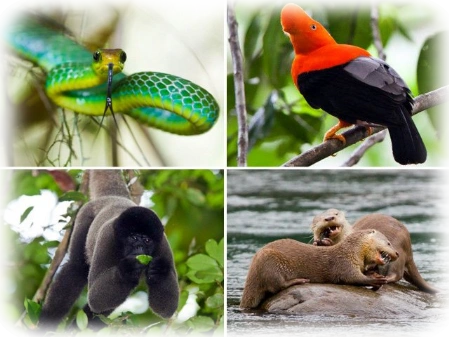 dschungeltiere perumastertravel perumastertravel tambopata wildtiere