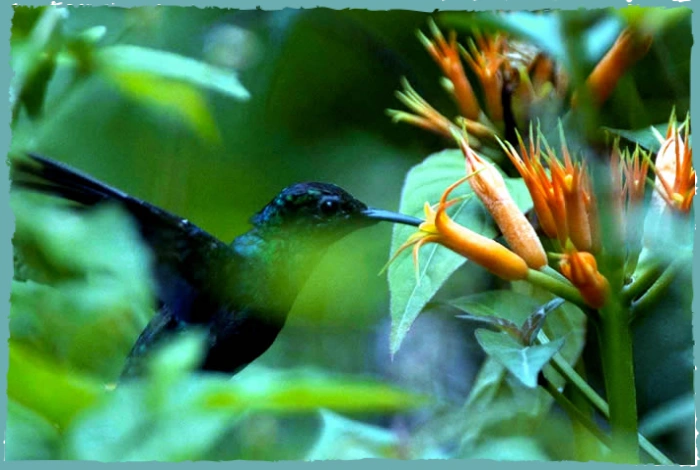 3Tage-Baustein-Tambopata perumastertravel perumastertravel tambopata 3 Tage